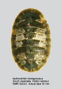 Ischnochiton lentiginosus